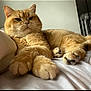 animal, bed, cat, closeup, cute, domestic_animal, feline, fluffy, fur, ginger_cat, indoor, lying_down, mammal, paws, pet, portrait, relaxed, resting, soft, whiskers