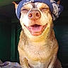 dog, bandana, smiling, happy, pet, animal, tongue_out, sitting, fur, closeup, cute, domestic_animal, canine, indoors, portrait, face, headwear, relaxed, towel, friendly