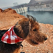 Dixie is registered to the contest to win money with this photo: dog, bandana, red_and_white, curly_hair, outdoor, rocky_terrain, water, dam, landscape, pet, animal, side_view, nature, sunlight, tongue_out, fur, adventure, scenic, brown, black