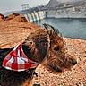 dog, bandana, red_and_white, curly_hair, outdoor, rocky_terrain, water, dam, landscape, pet, animal, side_view, nature, sunlight, tongue_out, fur, adventure, scenic, brown, black