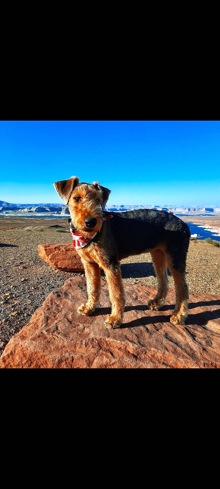 Dixie