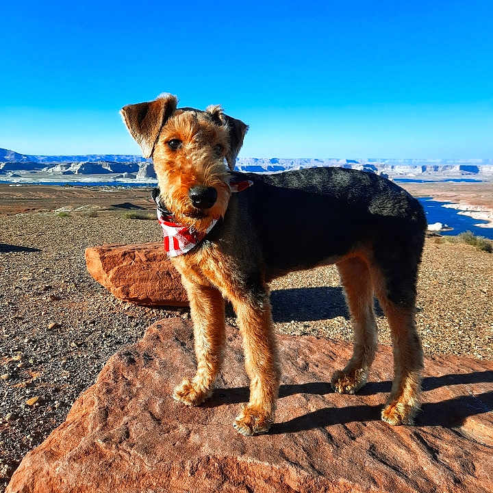 Dixie