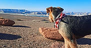 Dixie is registered to the contest to win money with this photo: dog, bandana, rock, desert, landscape, blue_sky, outdoor, animal, pet, canine, nature, sunlight, adventure, arid, earth, fur, watching, daytime, collar, scenery