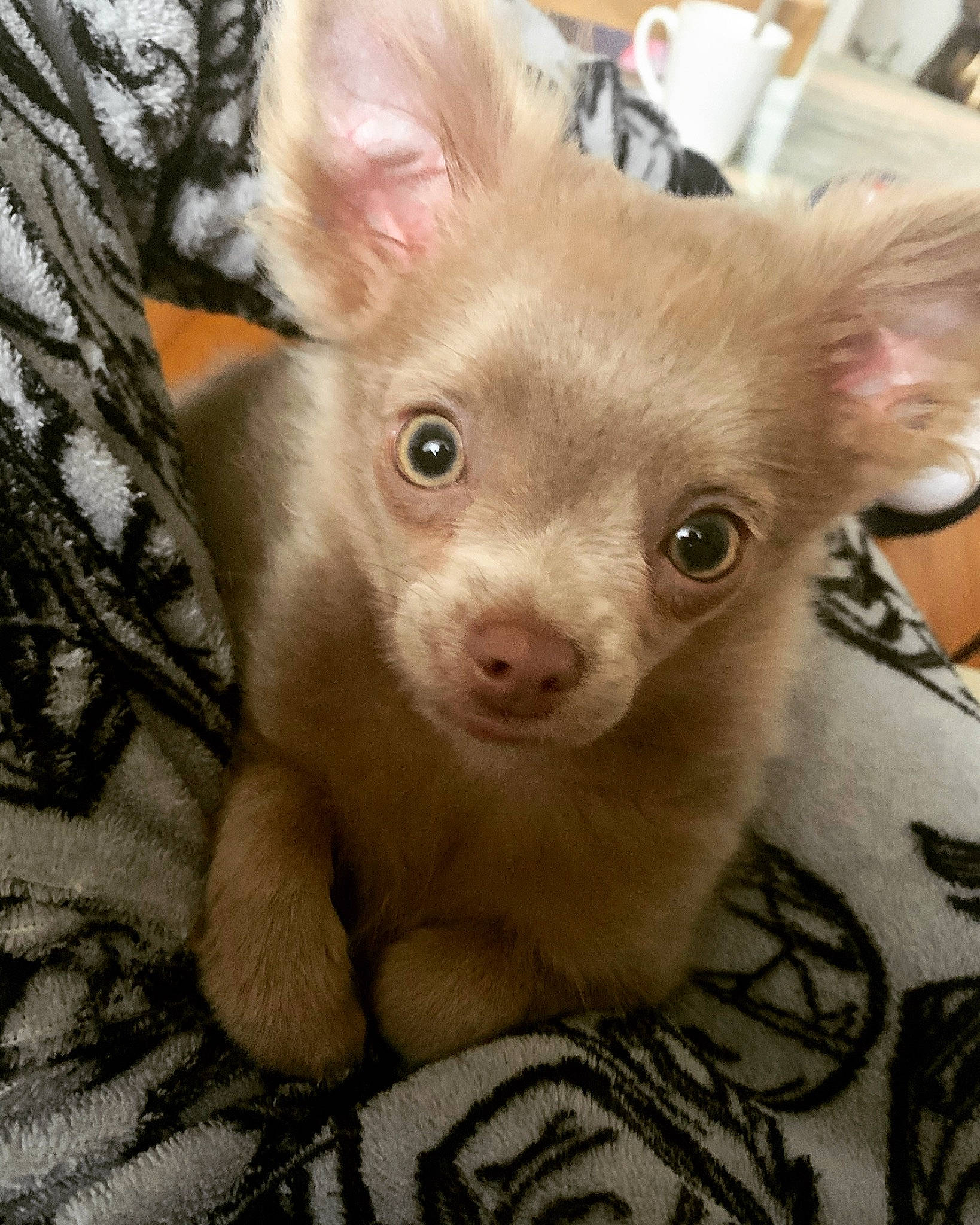 Oliver participe au concours pour gagner de l'argent avec cette photo : carnivore, companion_dog, corgi_chihuahua, dog, dog_breed, ear, fawn, fur, snout, terrestrial_animal, whiskers