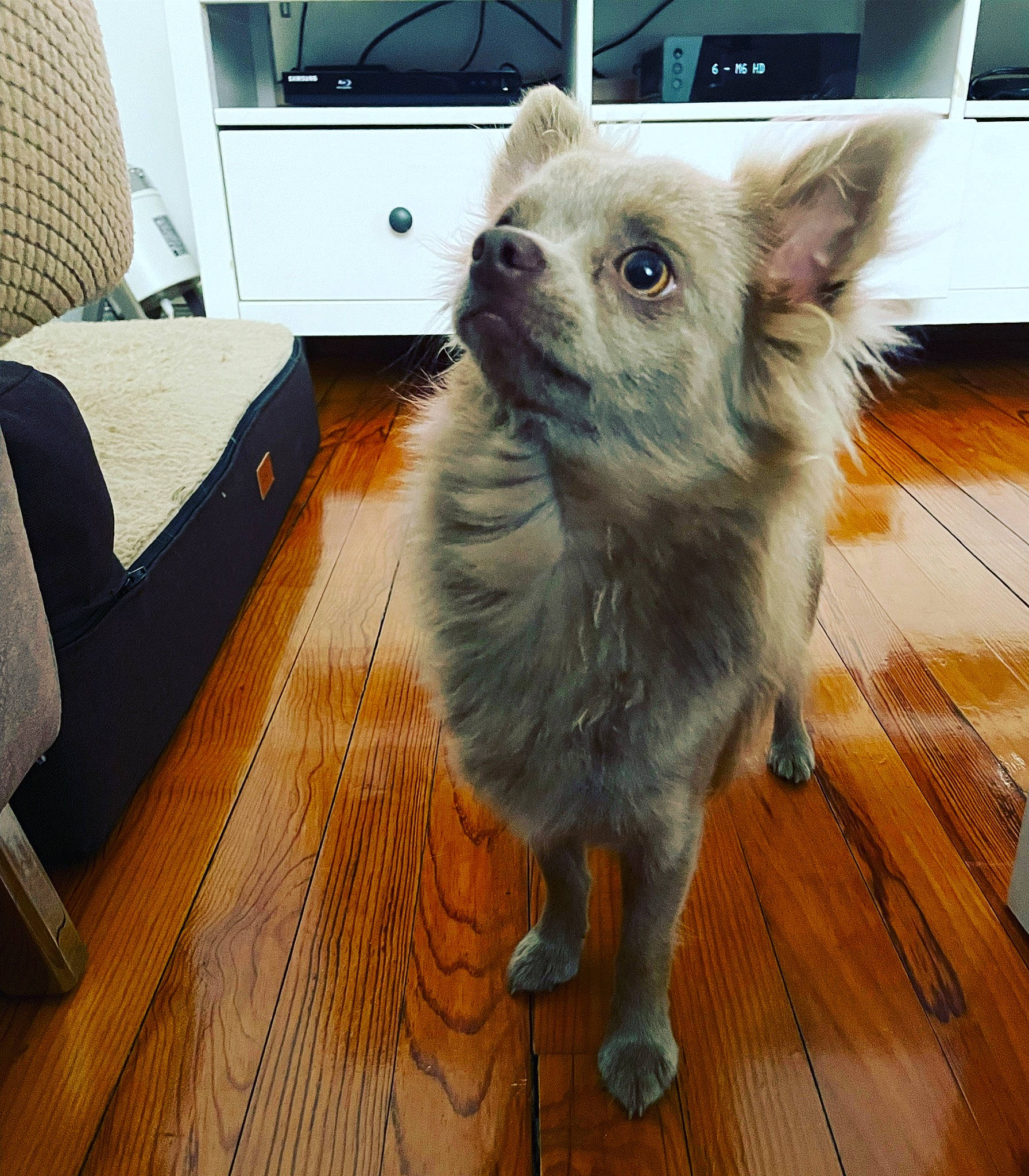 Oliver participe au concours pour gagner de l'argent avec cette photo : carnivore, companion_dog, couch, dog, dog_breed, fawn, felidae, floor, flooring, hardwood, laminate_flooring, plank, small_terrier, snout, television, toy_dog, varnish, whiskers, wood, wood_stain