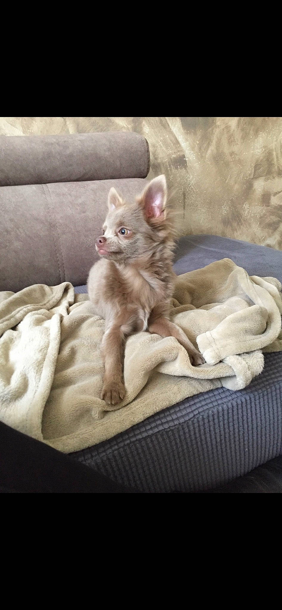 Oliver participe au concours pour gagner de l'argent avec cette photo : bed, bedding, carnivore, cat, cat_bed, cat_supply, comfort, companion_dog, domestic_short_haired_cat, fawn, felidae, fur, grey, linens, paw, sitting, small_to_medium_sized_cats, snout, tail, whiskers