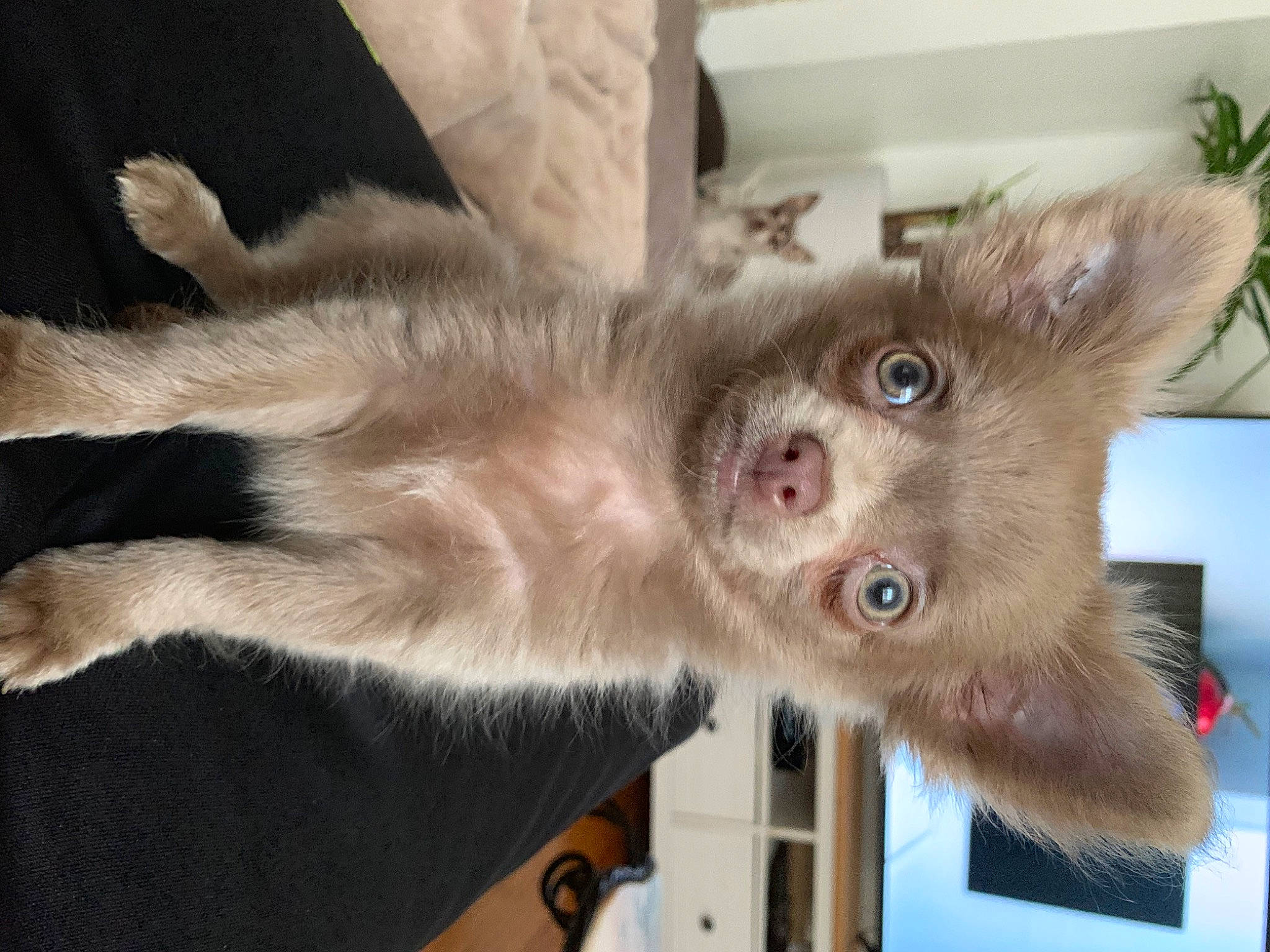 Oliver participe au concours pour gagner de l'argent avec cette photo : carnivore, cat, claw, dog_breed, domestic_short_haired_cat, fawn, felidae, fur, paw, russian_blue, small_to_medium_sized_cats, snout, tail, terrestrial_animal, whiskers