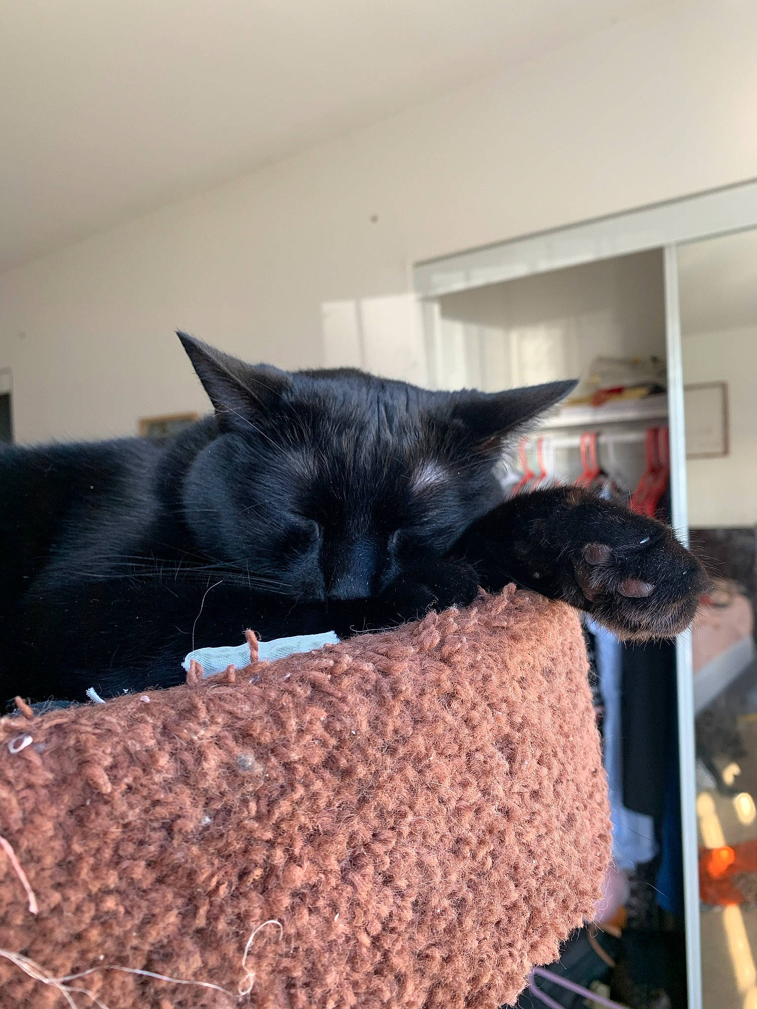 Beesly is registered to the contest to win money with this photo: asian, black_cat, bombay, carnivore, cat, domestic_short_haired_cat, felidae, fur, kitten, polydactyl_cat, small_to_medium_sized_cats, tail, whiskers