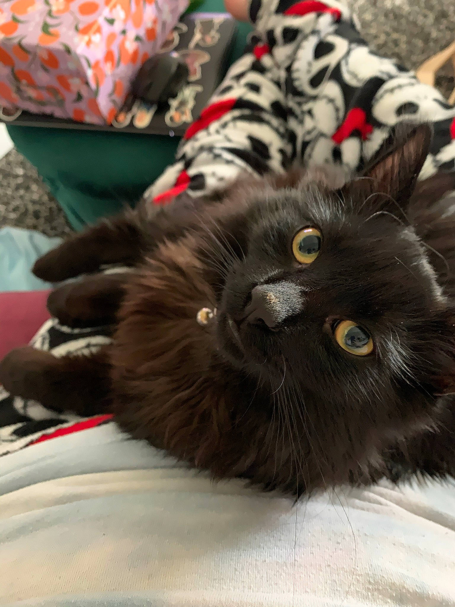 Theon is registered to the contest to win money with this photo: american_shorthair, asian, black_cat, carnivore, cat, claw, domestic_long_haired_cat, felidae, fur, kitten, maine_coon, mammal, norwegian_forest_cat, small_to_medium_sized_cats, whiskers