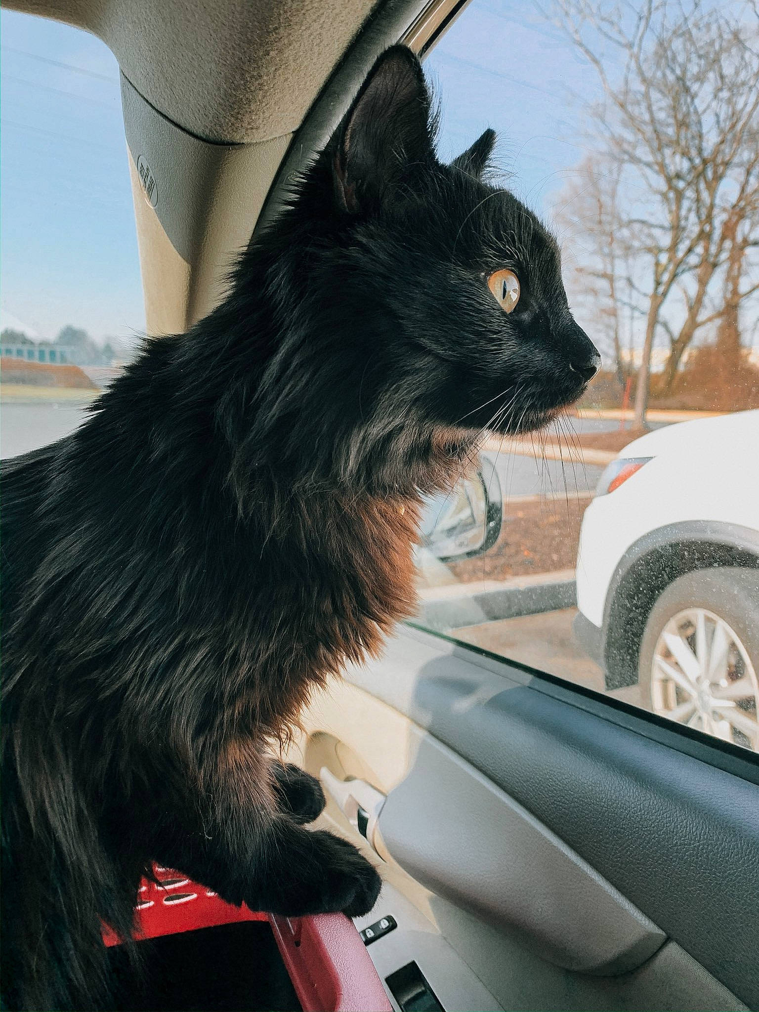 Theon is registered to the contest to win money with this photo: black_cat, canidae, car, carnivore, cat, domestic_short_haired_cat, felidae, fur, kitten, small_to_medium_sized_cats, snout, vehicle, whiskers