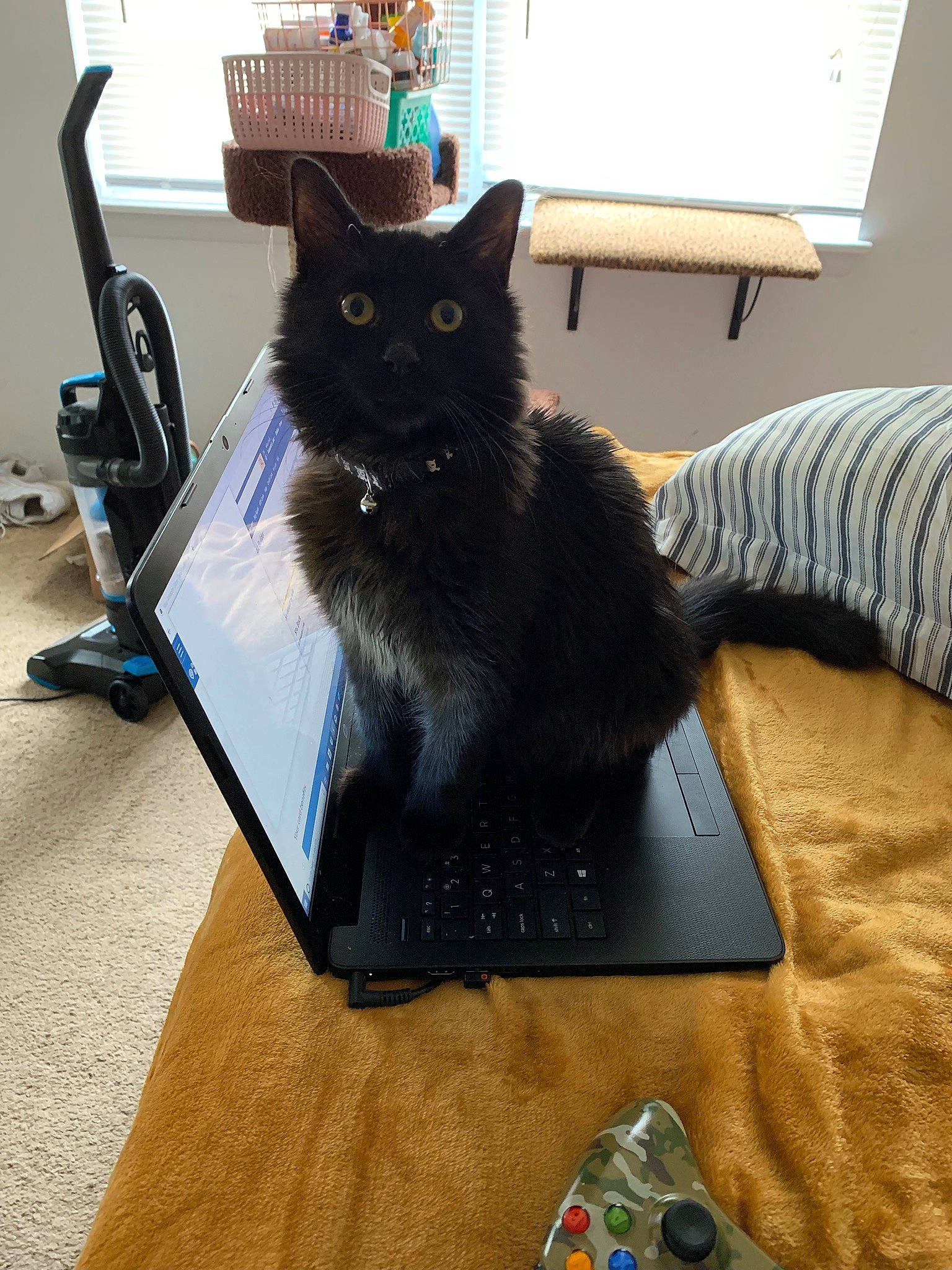 Theon is registered to the contest to win money with this photo: black, black_cat, carnivore, cat, domestic_long_haired_cat, domestic_short_haired_cat, electronic_device, felidae, fur, kitten, korat, nebelung, russian_blue, small_to_medium_sized_cats, table, technology, whiskers