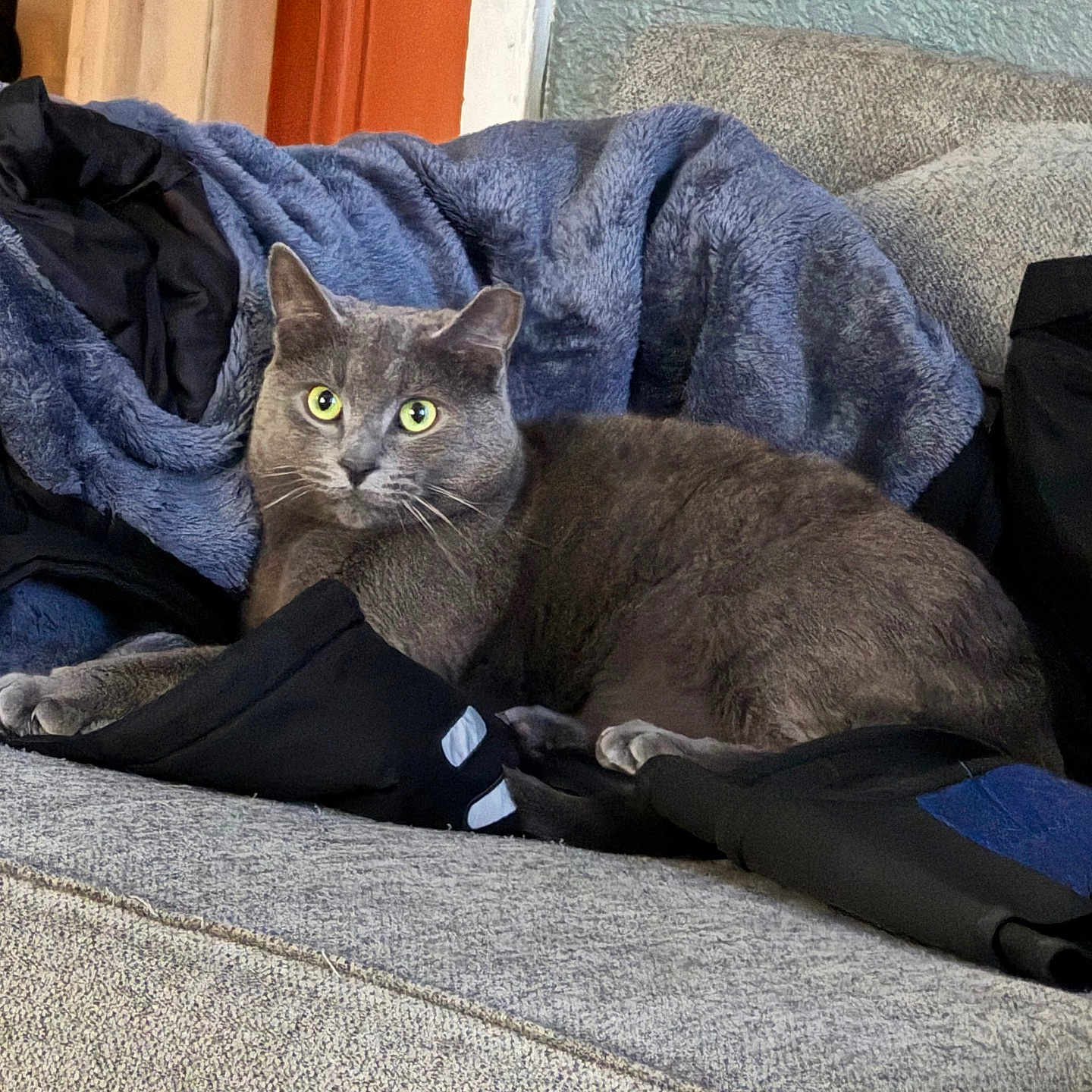 Beerus is registered to the contest to win money with this photo: abyssinian, animal, armchair, blanket, cat, chair, clothing, couch, cushion, furniture, homedecor, kitten, laundry, linen, manx, pants, person, pet, quilt, sleeping