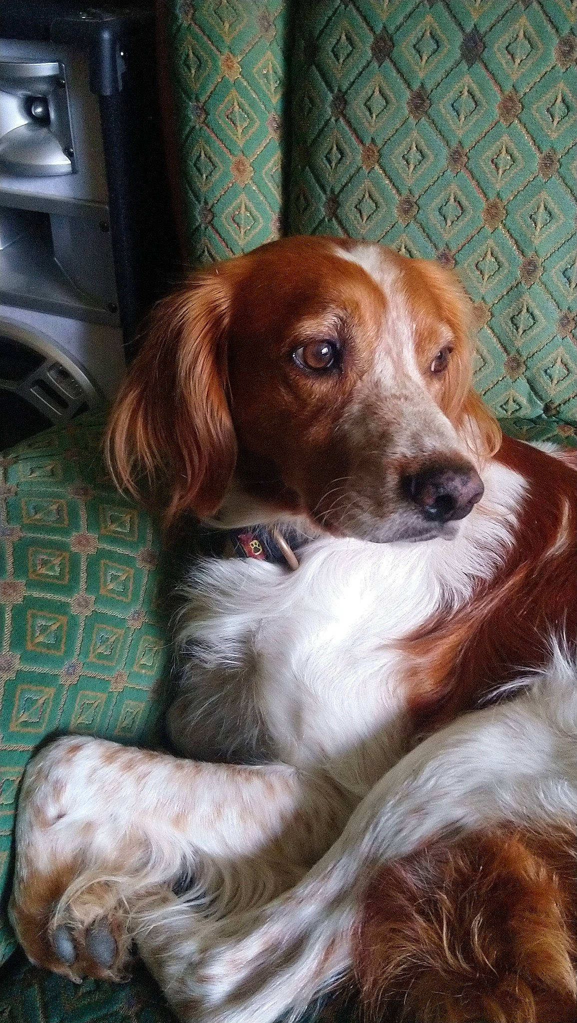 Iriko participe au concours pour gagner de l'argent avec cette photo : brittany, canidae, carnivore, companion_dog, dog, dog_breed, fawn, french_spaniel, irish_red_and_white_setter, irish_setter, kooikerhondje, liver, mammal, rare_breed_dog, setter, spaniel, sporting_group, vertebrate, welsh_springer_spaniel