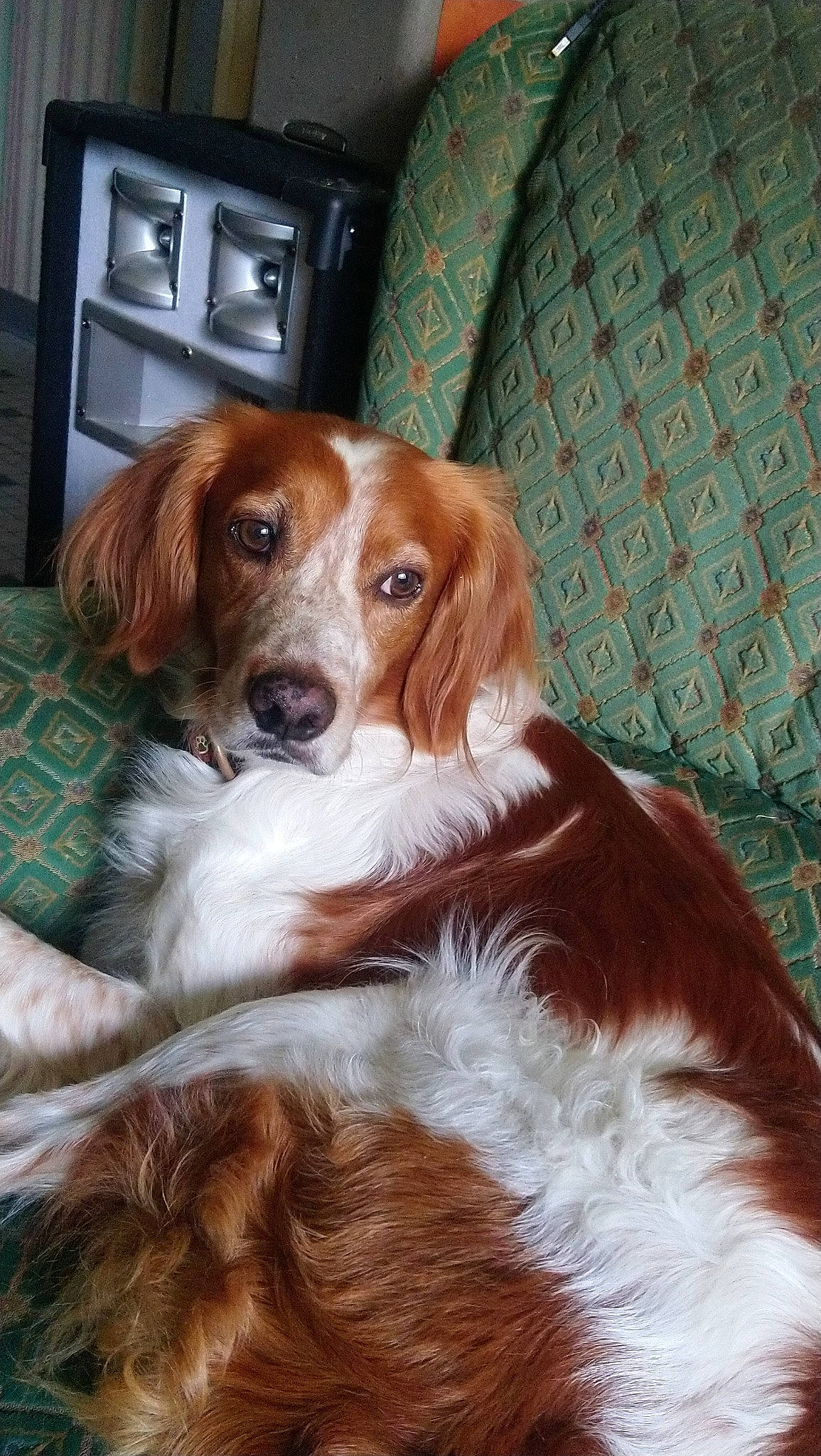 Iriko a rejoint le concours — aidez-le/la à gagner de superbes lots ! brittany, canidae, carnivore, companion_dog, dog, dog_breed, french_spaniel, irish_red_and_white_setter, irish_setter, kooikerhondje, liver, mammal, phalene, rare_breed_dog, setter, small_greek_domestic_dog, spaniel, sporting_group, vertebrate, welsh_springer_spaniel