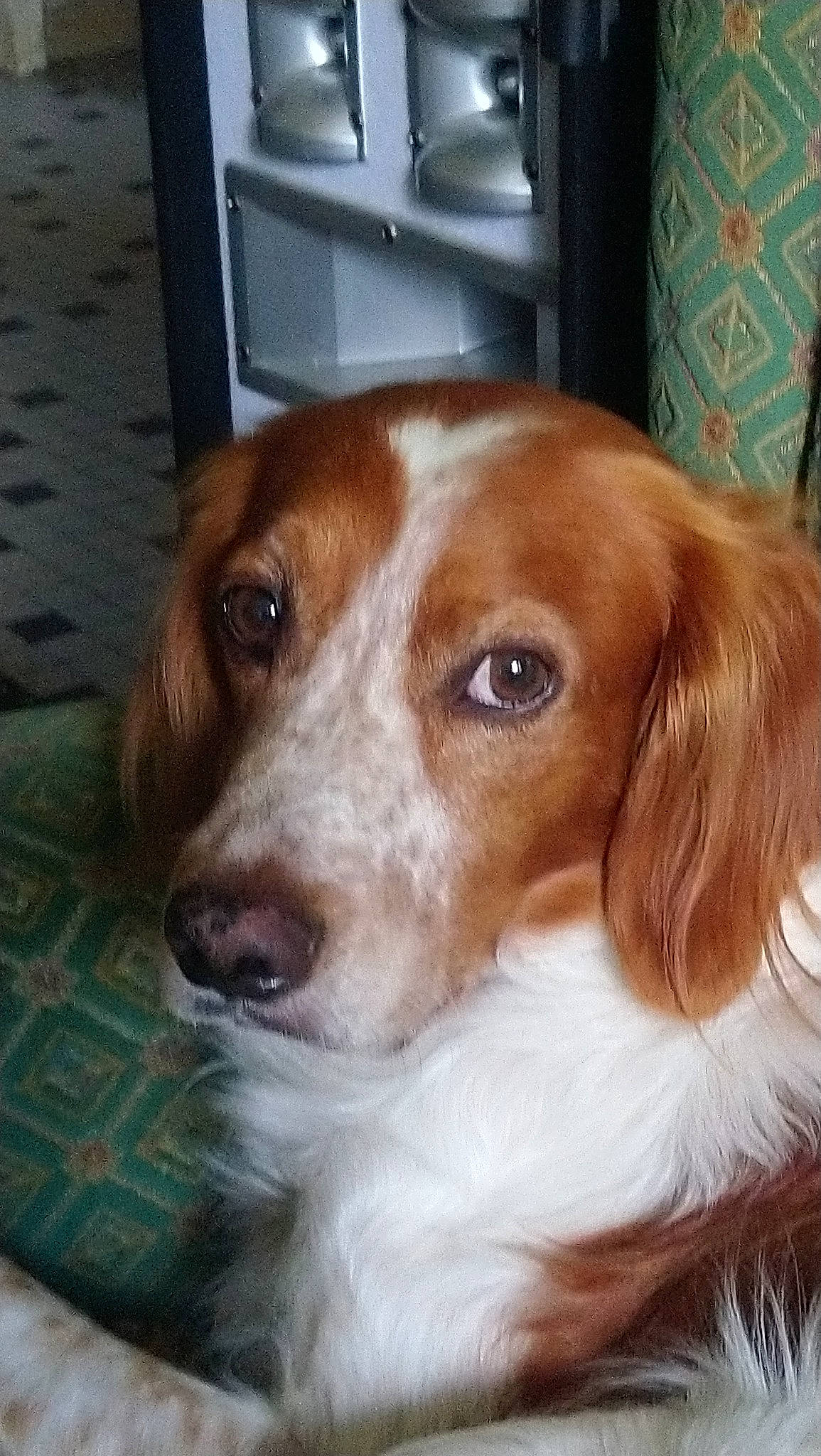 Iriko participe au concours pour gagner de l'argent avec cette photo : brittany, canidae, carnivore, companion_dog, dog, dog_breed, fawn, irish_red_and_white_setter, kooikerhondje, kromfohrlander, mammal, puppy, rare_breed_dog, setter, snout, spaniel, sporting_group, vertebrate, welsh_springer_spaniel, whiskers