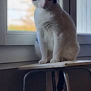 Milka participe au concours pour gagner de l'argent avec cette photo : cat, black_and_white, window, stool, indoor, pet, animal, sitting, feline, fur, natural_light, quiet, peaceful, contemplation, home, domestic, portrait, looking_outside, daylight, resting