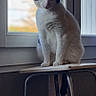 cat, black_and_white, window, stool, indoor, pet, animal, sitting, feline, fur, natural_light, quiet, peaceful, contemplation, home, domestic, portrait, looking_outside, daylight, resting