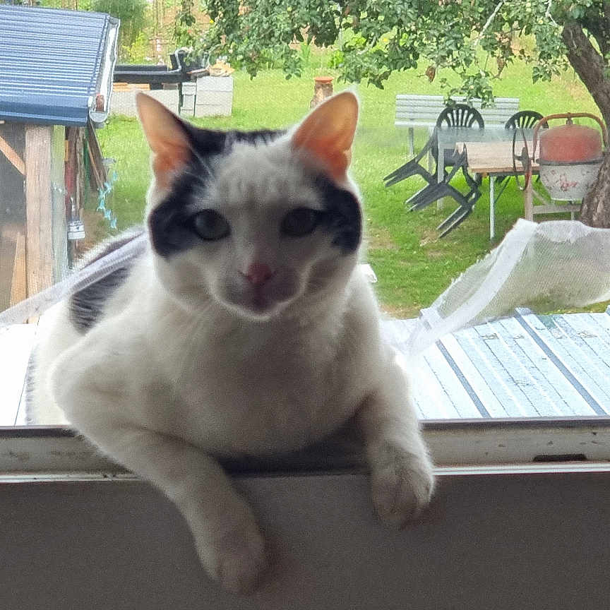 Milka participe au concours pour gagner de l'argent avec cette photo : cat, window, outdoor, animal, pet, garden, tree, furniture, backyard, roof, curious, relaxed, domestic, nature, greenery, daylight, resting, white_cat, black_spots, house