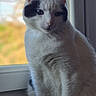 Milka participe au concours pour gagner de l'argent avec cette photo : cat, white_cat, black_patches, windowsill, window, indoor, pet, animal, feline, sitting, looking_away, natural_light, blurred_background, domestic_cat, fur, ears, whiskers, face, quiet, calm