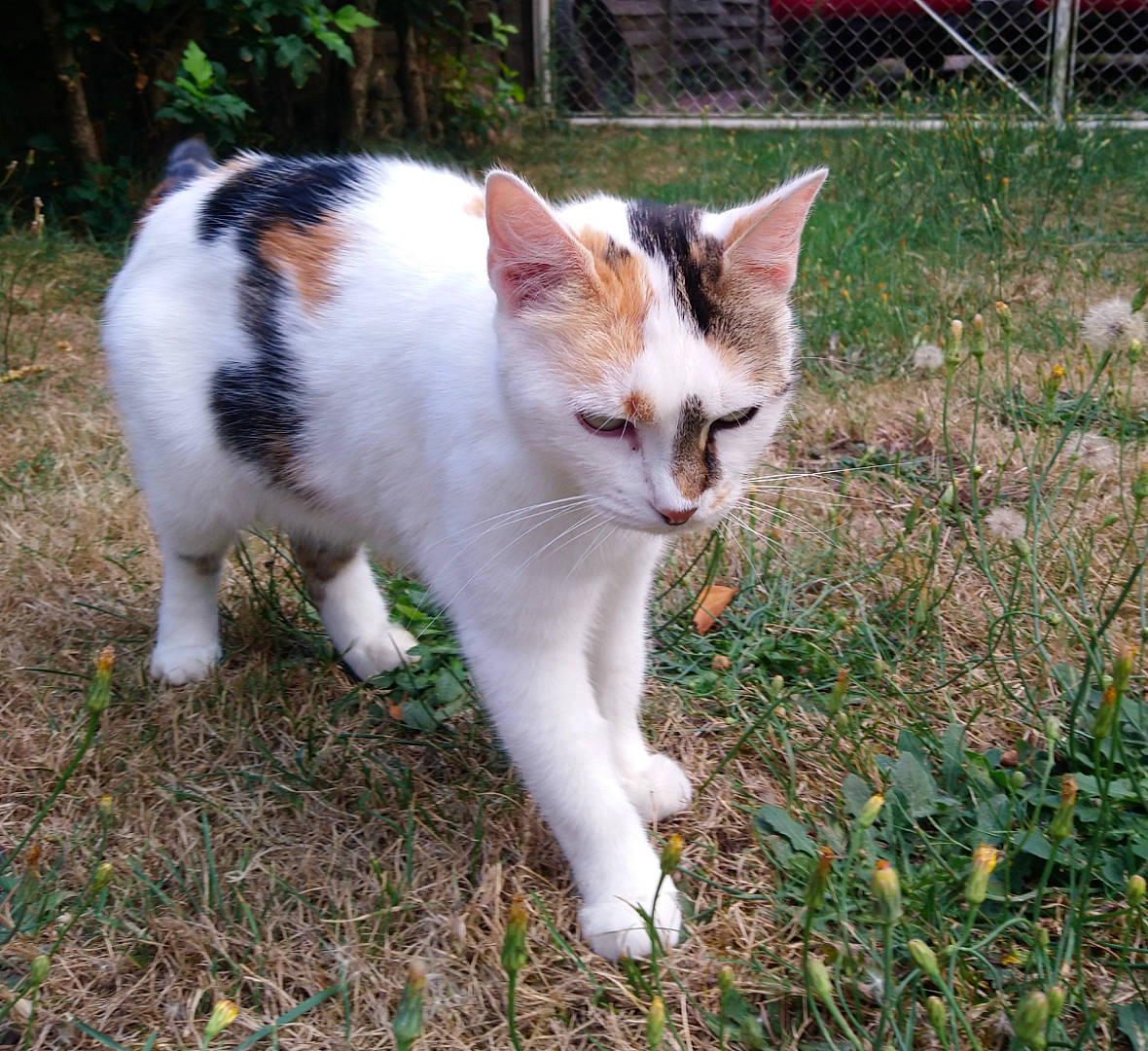 Iris participe au concours pour gagner de l'argent avec cette photo : aegean_cat, carnivore, cat, domestic_short_haired_cat, european_shorthair, fawn, felidae, fur, grass, mammal, plant, polydactyl_cat, small_to_medium_sized_cats, tail, whiskers