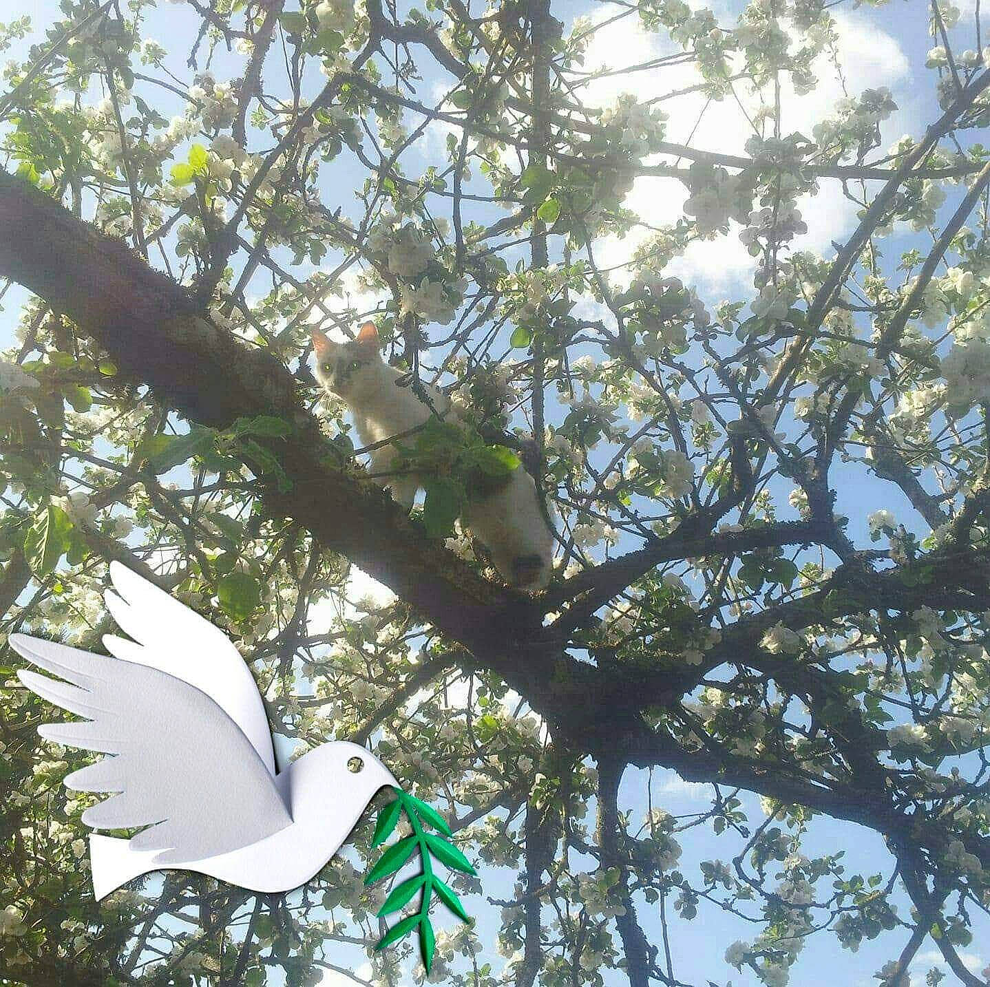 Iris a rejoint le concours — aidez-le/la à gagner de superbes lots ! bird, branch, leaf, plant, sky, sunlight, tree, twig, wing