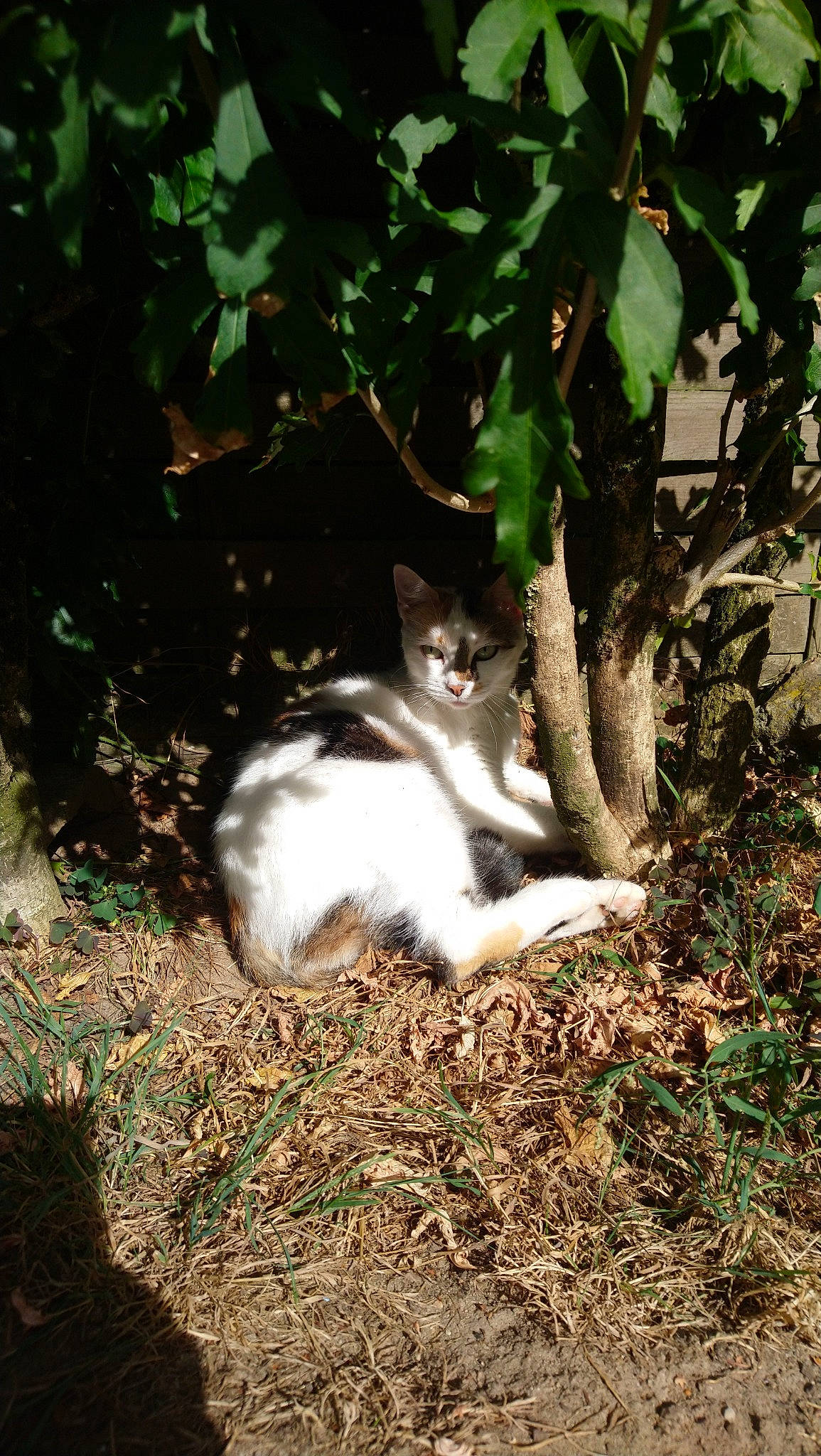 Iris participe au concours pour gagner de l'argent avec cette photo : aegean_cat, carnivore, cat, domestic_short_haired_cat, european_shorthair, felidae, grass, plant, polydactyl_cat, small_to_medium_sized_cats, tail, tree, whiskers