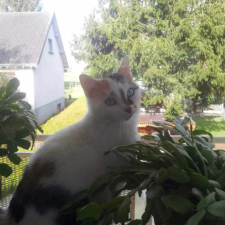 Iris
