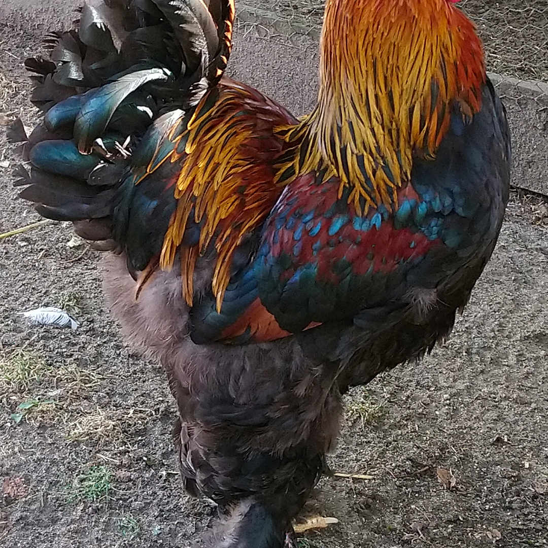 Mr Coq