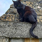 Moumoune participe au concours pour gagner de l'argent avec cette photo : black_cat, cat, animal, pet, stone_wall, outdoor, sky, cloudy_sky, fur, wildlife, curious, perched, yellow_eyes, texture, nature, urban, mammal, sitting, alert, daylight
