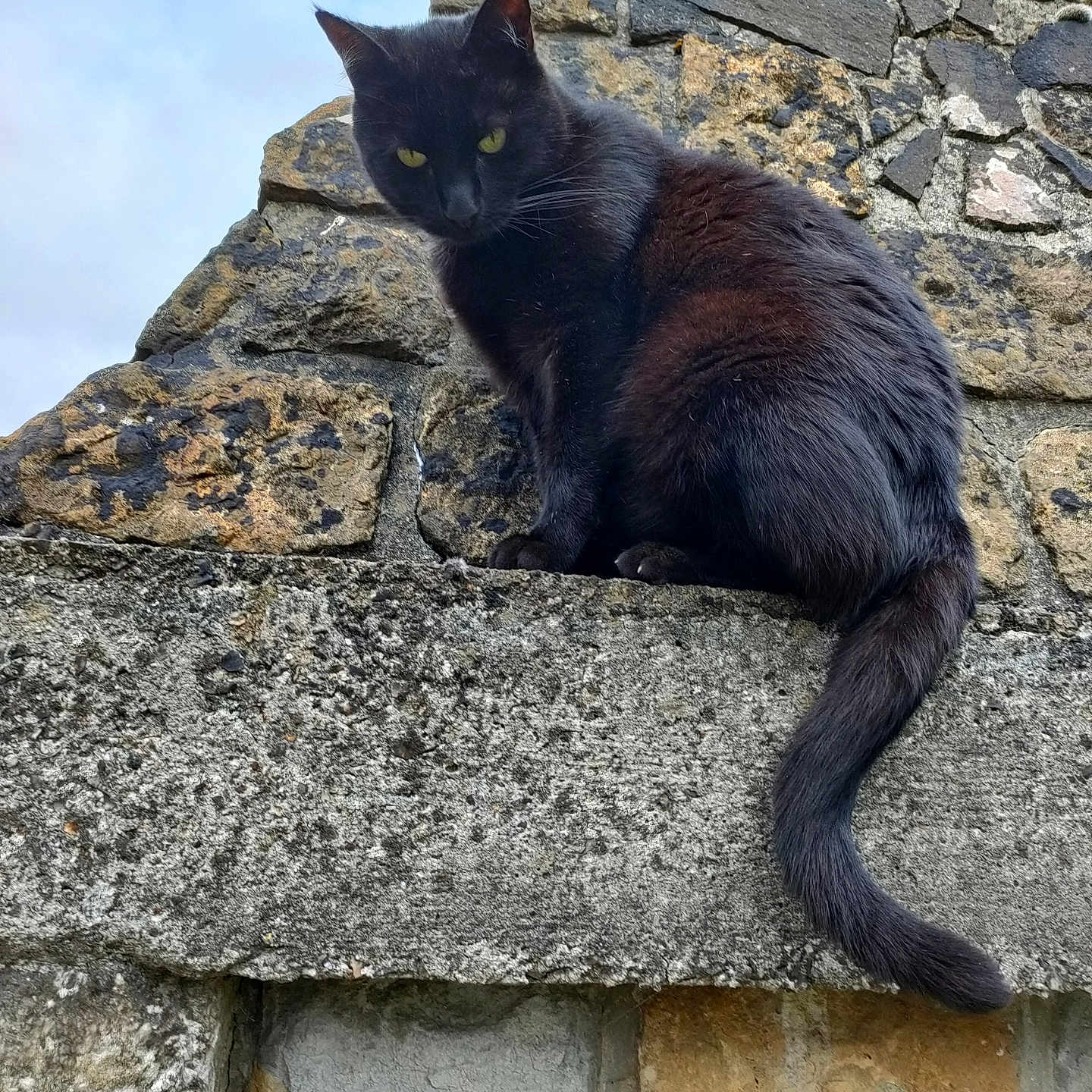Moumoune participe au concours pour gagner de l'argent avec cette photo : alert, animal, black_cat, cat, cloudy_sky, curious, daylight, fur, mammal, nature, outdoor, perched, pet, sitting, sky, stone_wall, texture, urban, wildlife, yellow_eyes