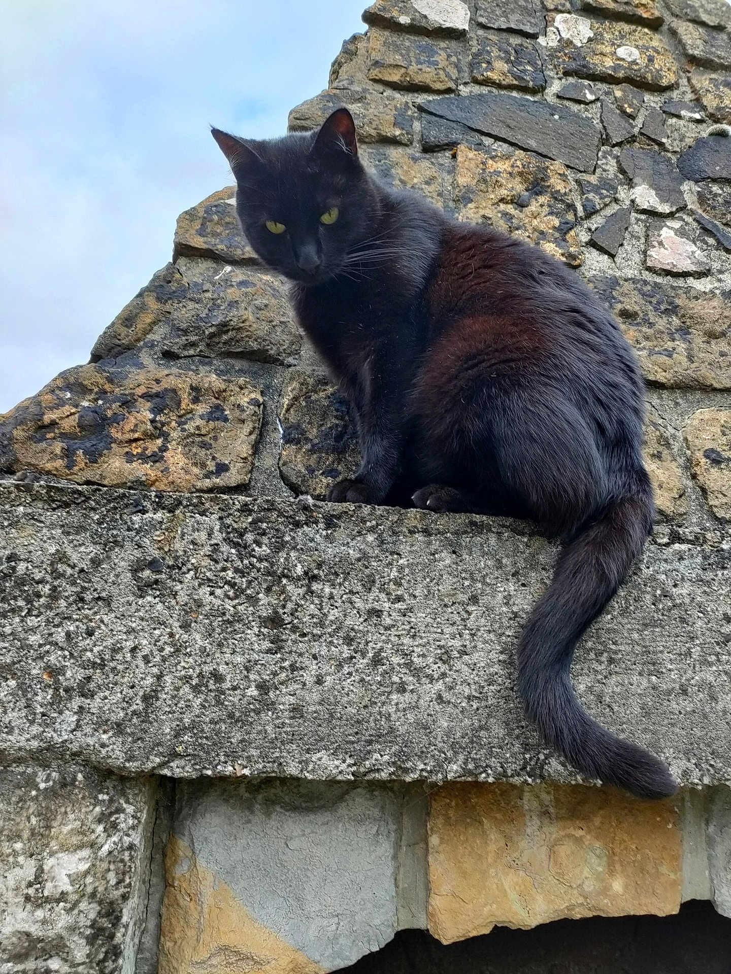 Moumoune participe au concours pour gagner de l'argent avec cette photo : black_cat, cat, animal, pet, stone_wall, outdoor, sky, cloudy_sky, fur, wildlife, curious, perched, yellow_eyes, texture, nature, urban, mammal, sitting, alert, daylight