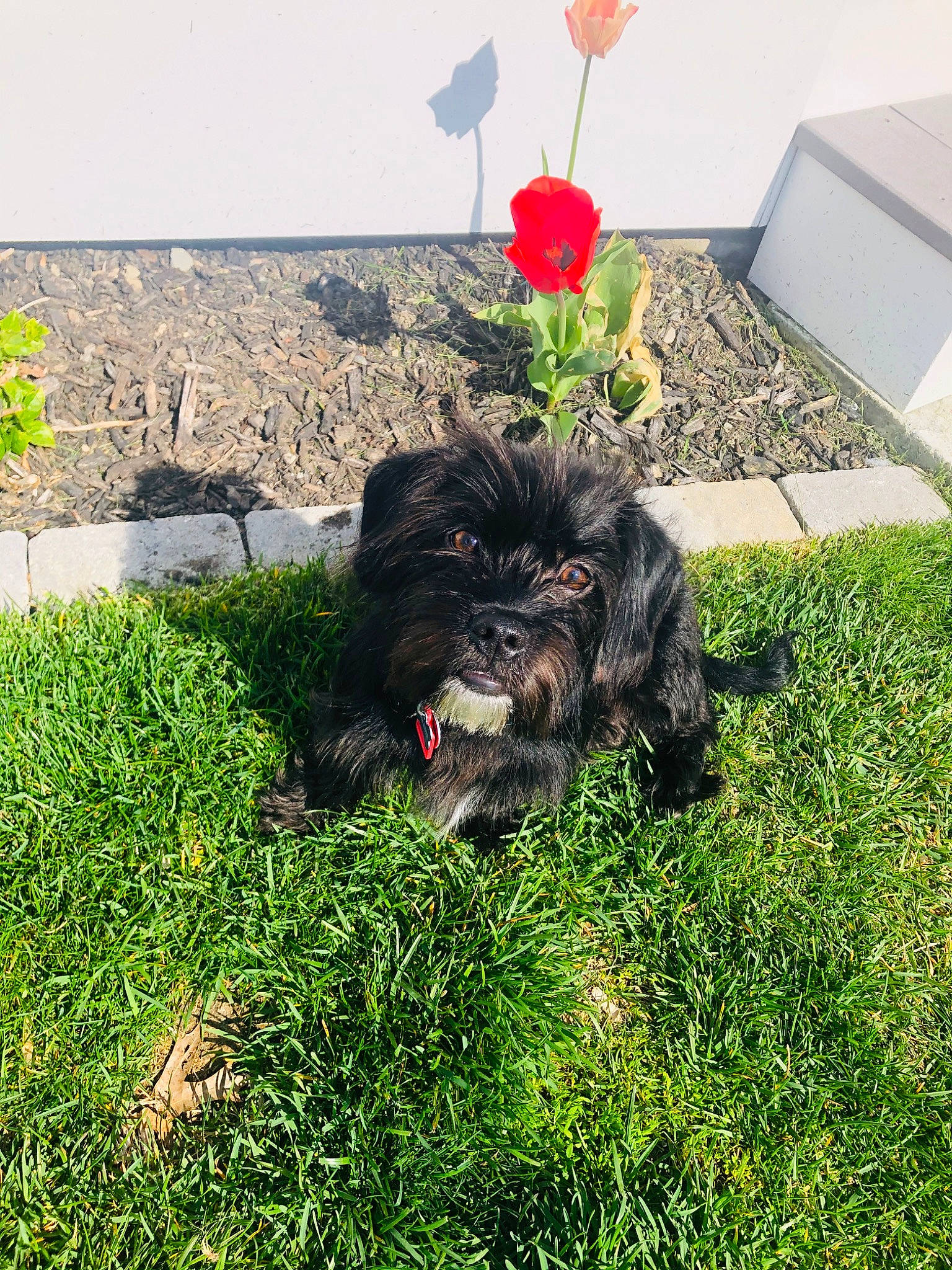 Ryder joined the competition — help win amazing prizes! affenpinscher, bolonka, canidae, cao_da_serra_de_aires, carnivore, dog, dog_breed, grass, mammal, morkie, plant, puppy, schnoodle, shih_tzu, sporting_group, terrier, tibetan_terrier, toy_dog, vertebrate, yorkshire_terrier