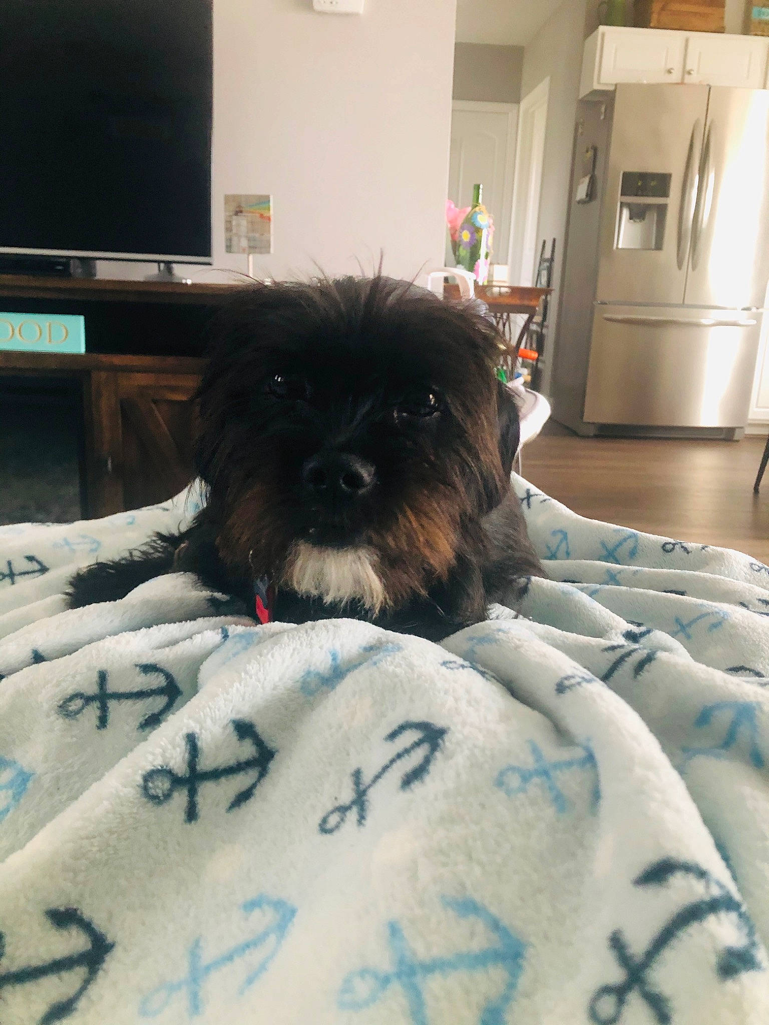 Ryder joined the competition — help win amazing prizes! affenpinscher, bolonka, canidae, carnivore, chinese_imperial_dog, companion_dog, dog, dog_breed, fur, lhasa_apso, liver, morkie, non_sporting_group, puppy, schnoodle, shih_poo, shih_tzu, snout, sporting_group, toy_dog