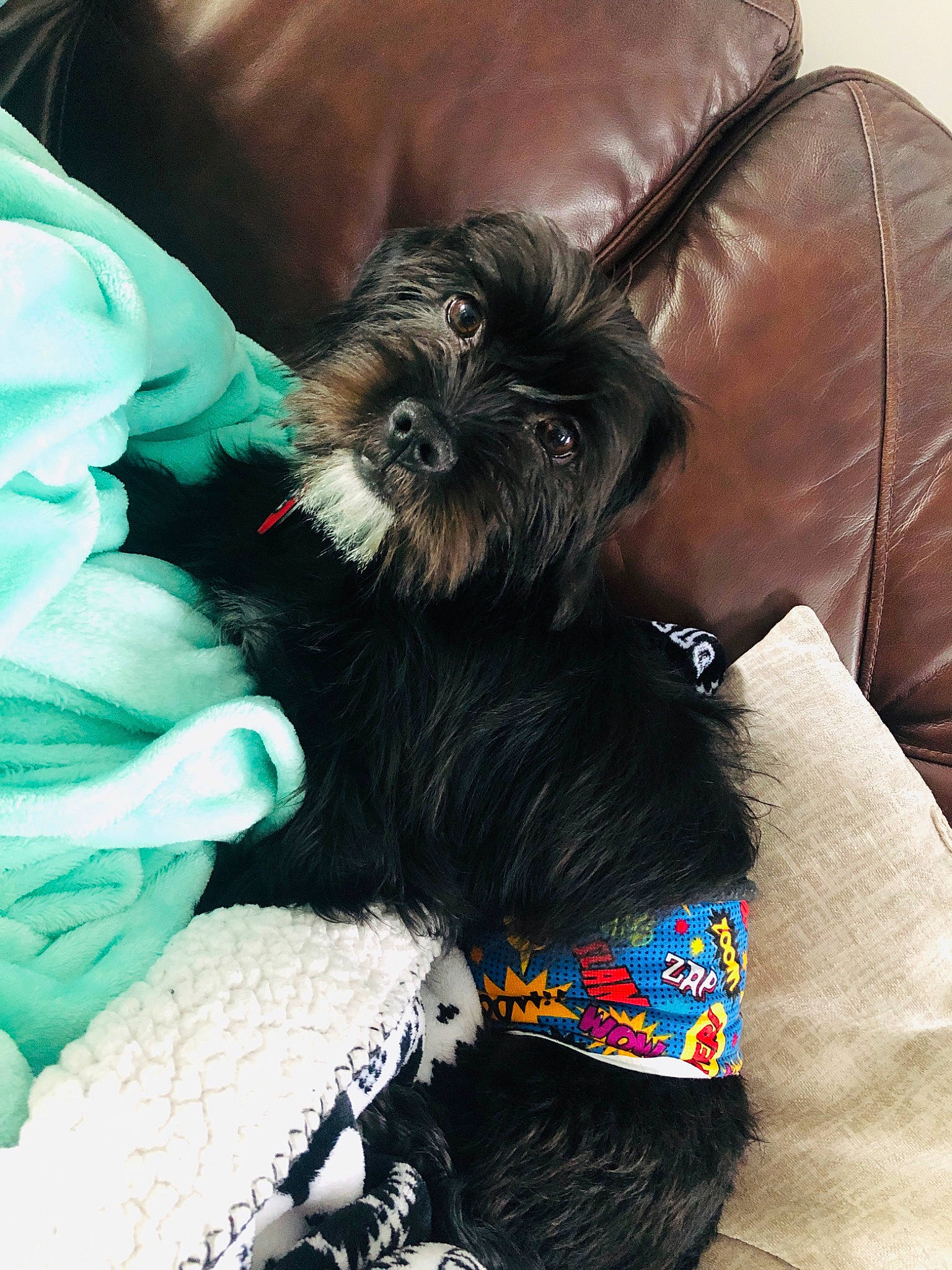 Ryder is registered to the contest to win money with this photo: affenpinscher, canidae, carnivore, companion_dog, dog, dog_breed, griffon_bruxellois, miniature_schnauzer, non_sporting_group, puppy, schnoodle, shih_tzu, sporting_group, toy_dog