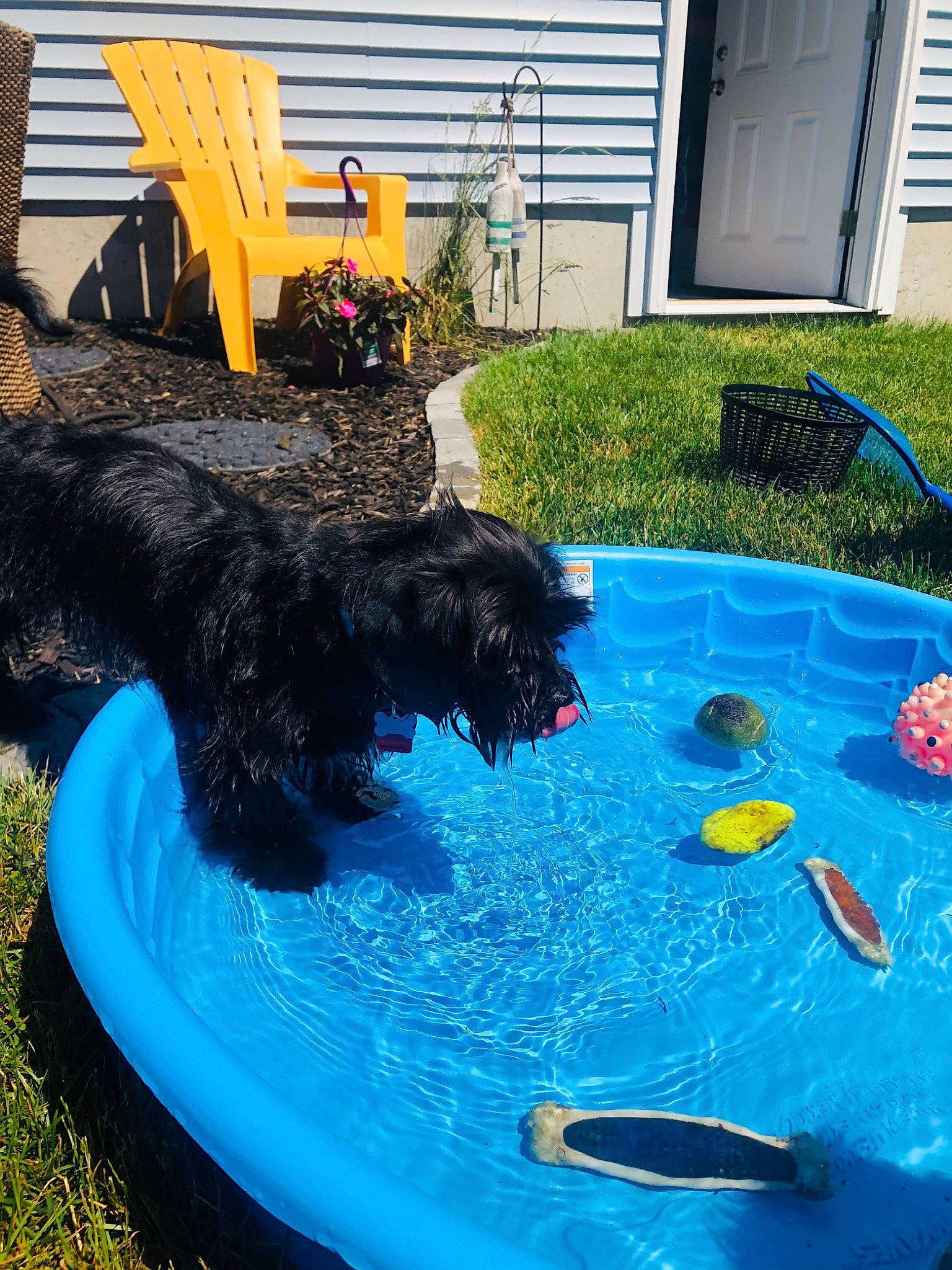 Ryder is registered to the contest to win money with this photo: backyard, canidae, carnivore, dog, dog_breed, portuguese_water_dog, sporting_group, swimming_pool, terrier