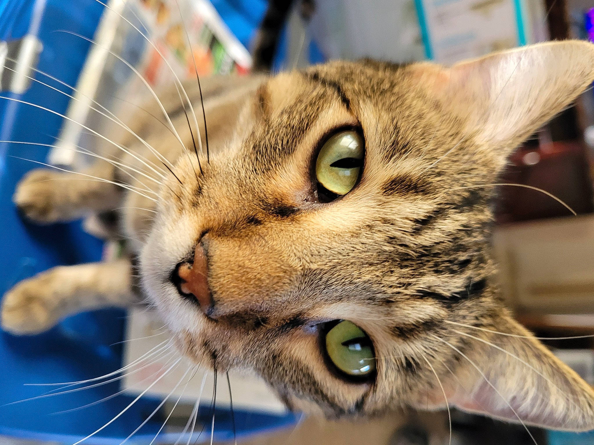 Jade is registered to the contest to win money with this photo: blue, carnivore, cat, domestic_short_haired_cat, ear, eye, eyelash, felidae, fur, head, mammal, organism, photography, small_to_medium_sized_cats, snout, terrestrial_animal, vertebrate, whiskers, wildlife
