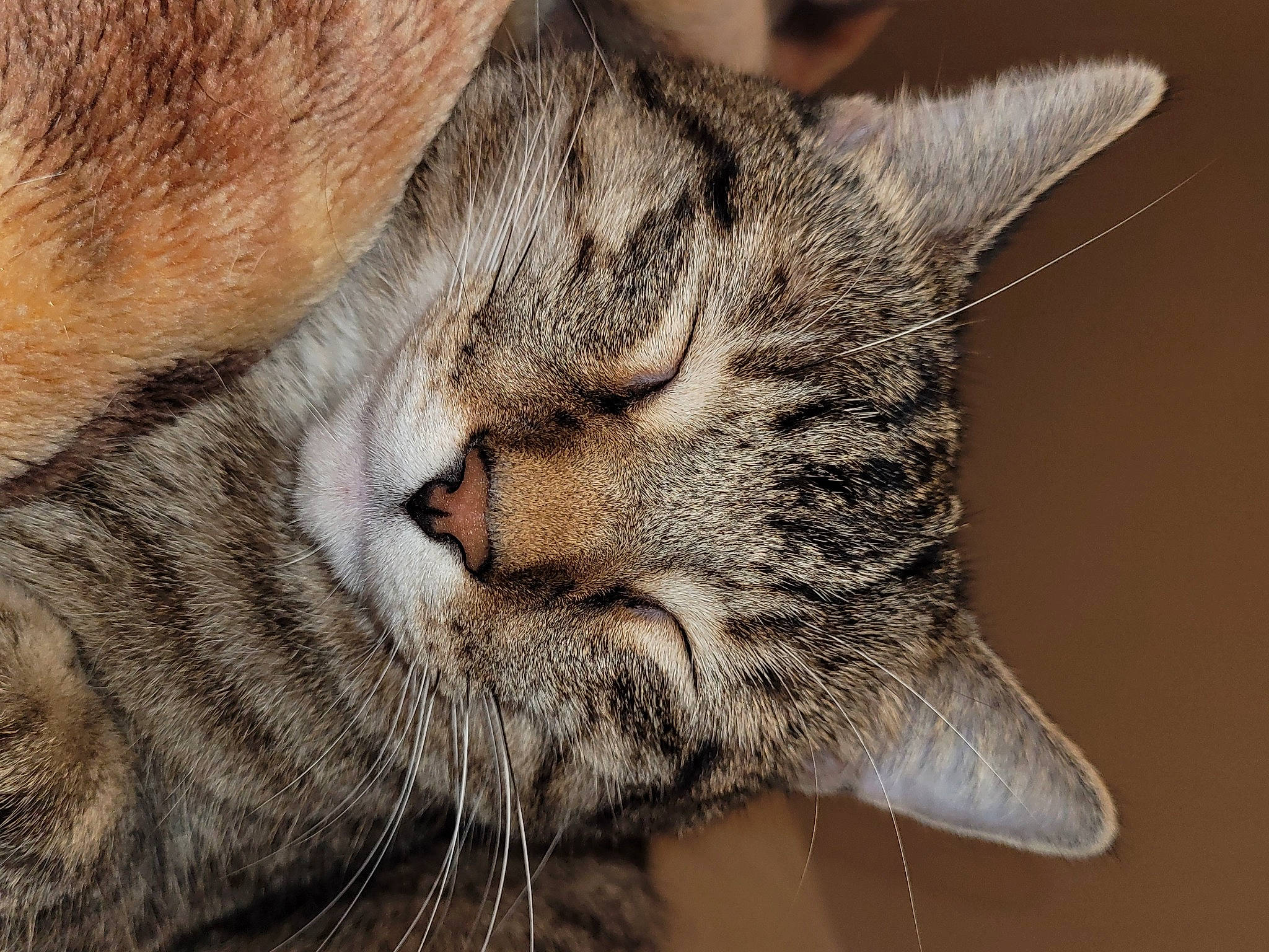 Jade is registered to the contest to win money with this photo: bobcat, carnivore, cat, claw, close_up, domestic_short_haired_cat, felidae, fur, mammal, nap, paw, small_to_medium_sized_cats, snout, tail, terrestrial_animal, whiskers, wildlife