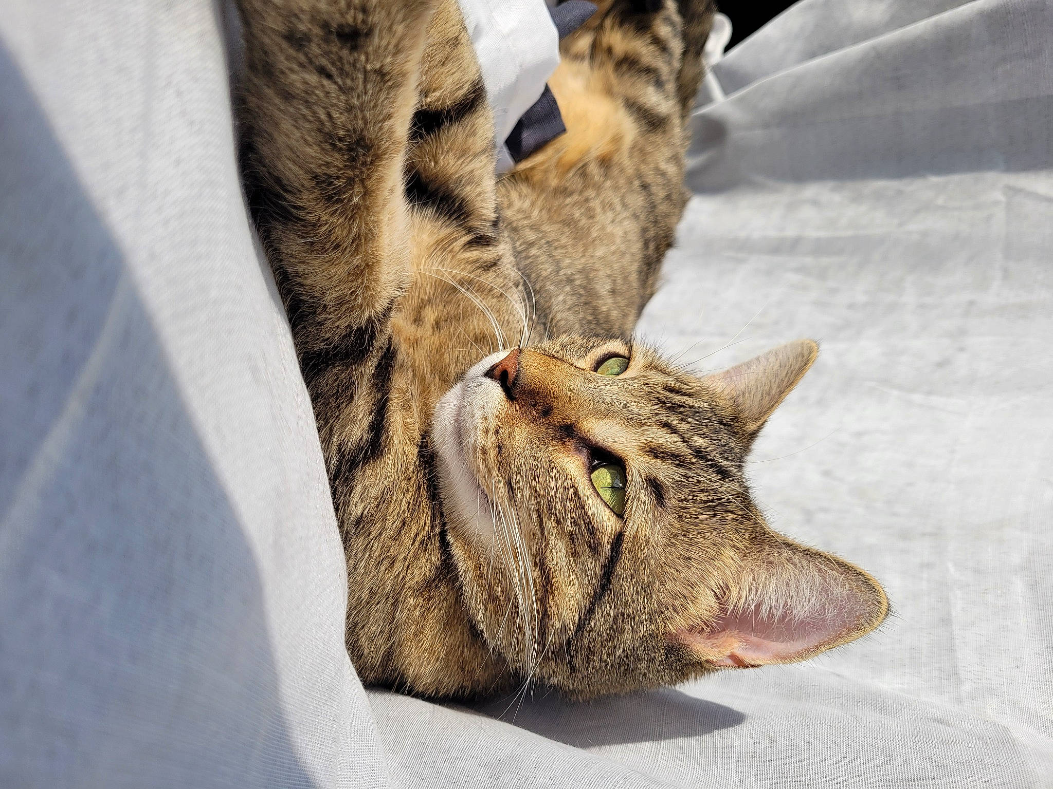 Jade joined the competition — help win amazing prizes! carnivore, cat, claw, comfort, domestic_short_haired_cat, fawn, felidae, fur, gesture, grey, nap, paw, small_to_medium_sized_cats, snout, tail, terrestrial_animal, whiskers, wildlife, wood, wrinkle