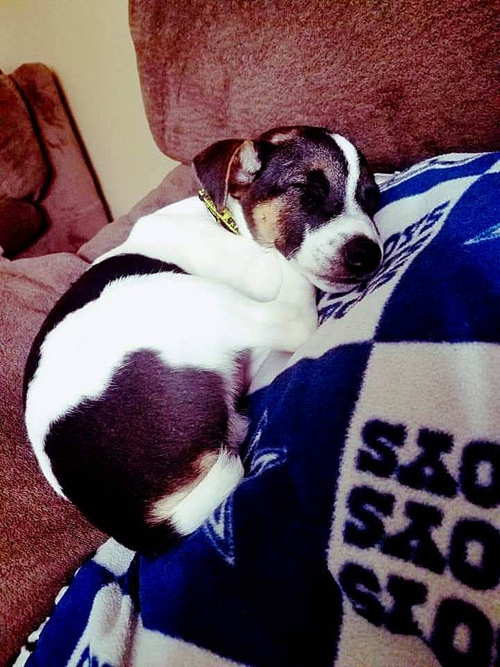 Cruz is registered to the contest to win money with this photo: canidae, carnivore, chilean_fox_terrier, cloud, comfort, companion_dog, couch, dog, dog_breed, fawn, linens, mammal, nap, paw, snout, sporting_group, square, toy_dog, vertebrate, working_animal