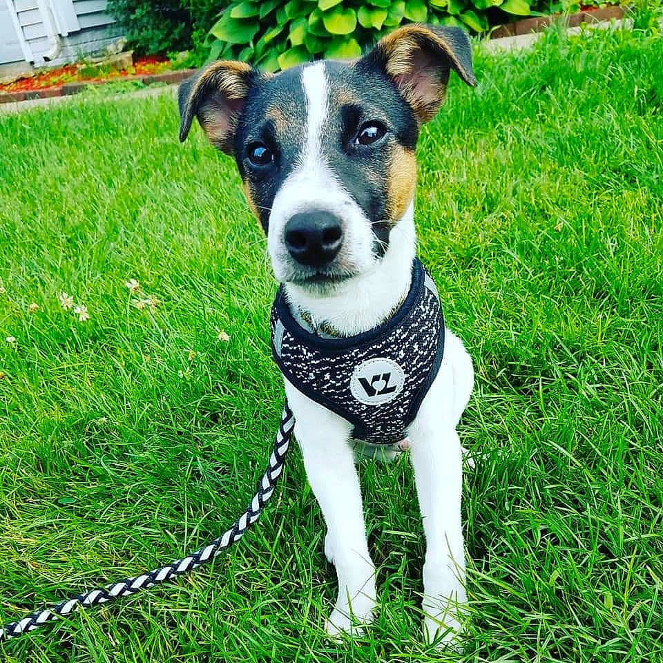 Cruz joined the competition — help win amazing prizes! carnivore, collar, companion_dog, dog, dog_breed, dog_collar, dog_supply, fashion_accessory, fawn, grass, groundcover, leash, pet_supply, plant, snout, sporting_group, terrestrial_animal, whiskers, window, working_animal