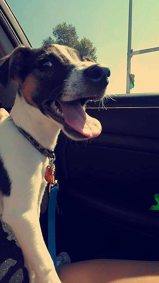 Cruz joined the competition — help win amazing prizes! carnivore, cloud, collar, companion_dog, dog, dog_breed, dog_collar, eyewear, fawn, happy, jaw, leash, pet_supply, sky, smile, snout, sporting_group, whiskers, window, working_animal