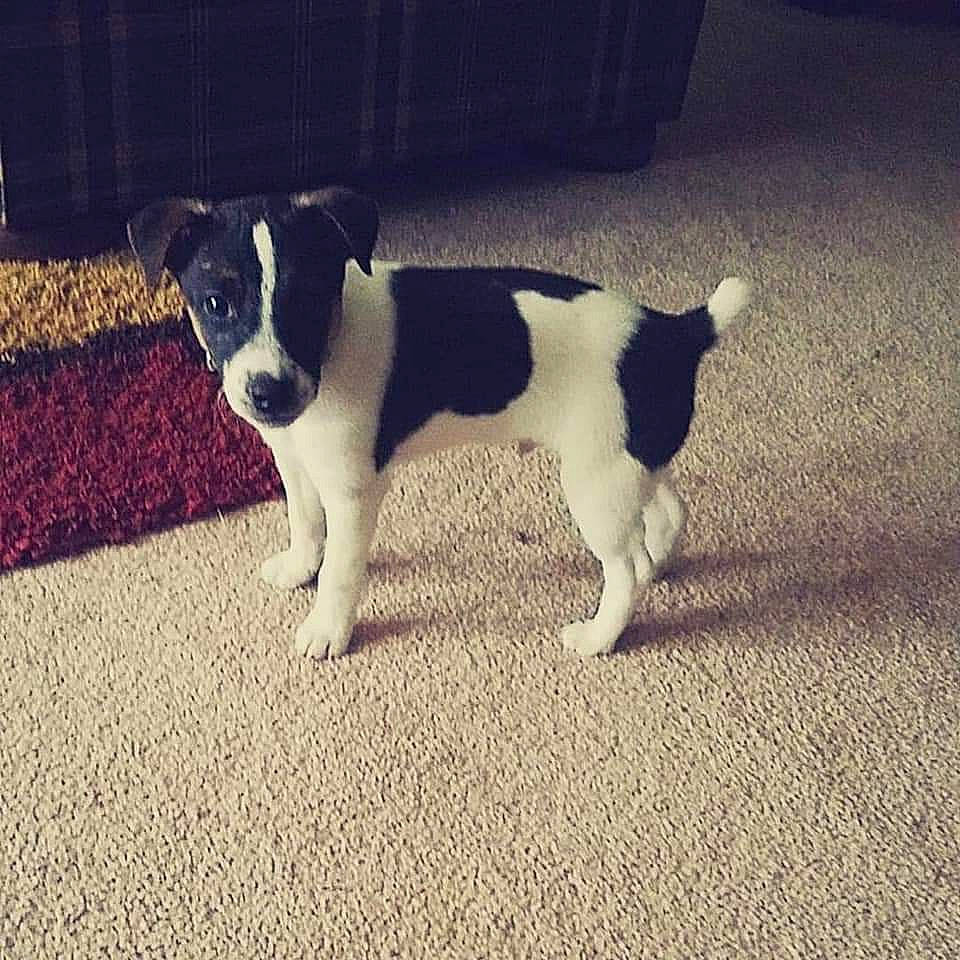 Cruz is registered to the contest to win money with this photo: art, asphalt, carnivore, companion_dog, dog, dog_breed, flooring, grass, non_sporting_group, paw, puppy, road_surface, shadow, soil, sporting_group, tail, terrier, tints_and_shades, toy_dog, working_dog