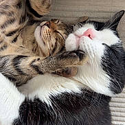 Ice a rejoint le concours — aidez-le/la à gagner de superbes lots ! cat, tabby_cat, black_and_white_cat, sleeping, snuggling, feline, pets, cozy, cute, fur, whiskers, pink_nose, relaxing, companionship, indoor, soft_texture, close_up, animal, friendship, resting