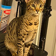 Honey joined the competition — help win amazing prizes! cat, tabby, striped, animal, pet, indoor, sitting, curious, whiskers, ears, fur, eyes, paws, shelf, metal, household, background, domestic, feline, closeup