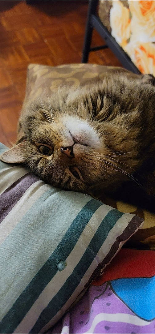 Jlo is registered to the contest to win money with this photo: carnivore, cat, claw, comfort, domestic_short_haired_cat, fawn, felidae, fur, linens, nap, paw, sleep, small_to_medium_sized_cats, snout, textile, whiskers