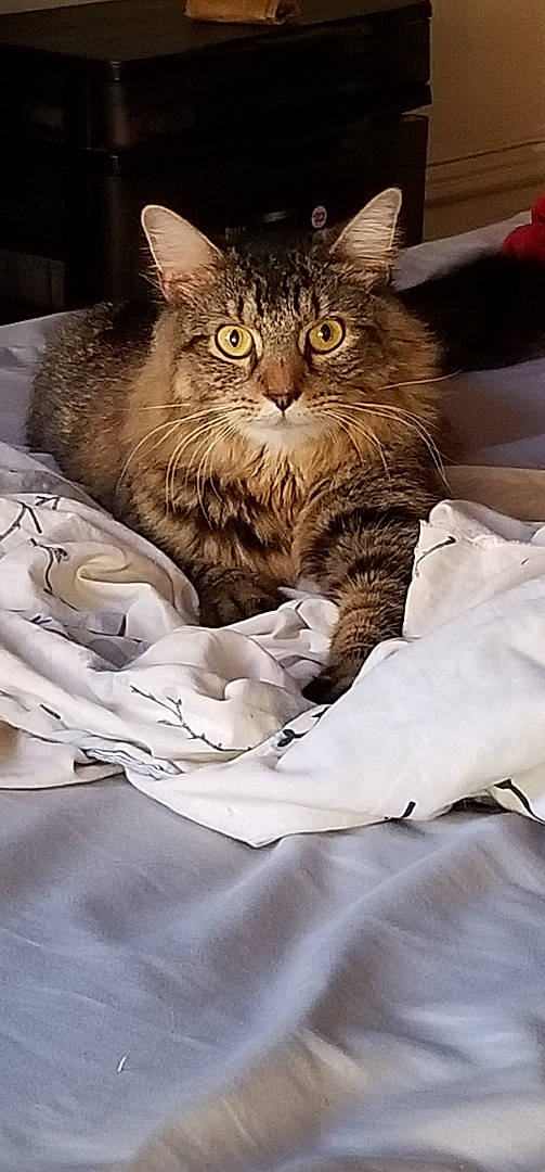 Jlo is registered to the contest to win money with this photo: carnivore, cat, claw, comfort, domestic_short_haired_cat, felidae, fur, linens, maine_coon, paw, small_to_medium_sized_cats, snout, terrestrial_animal, whiskers