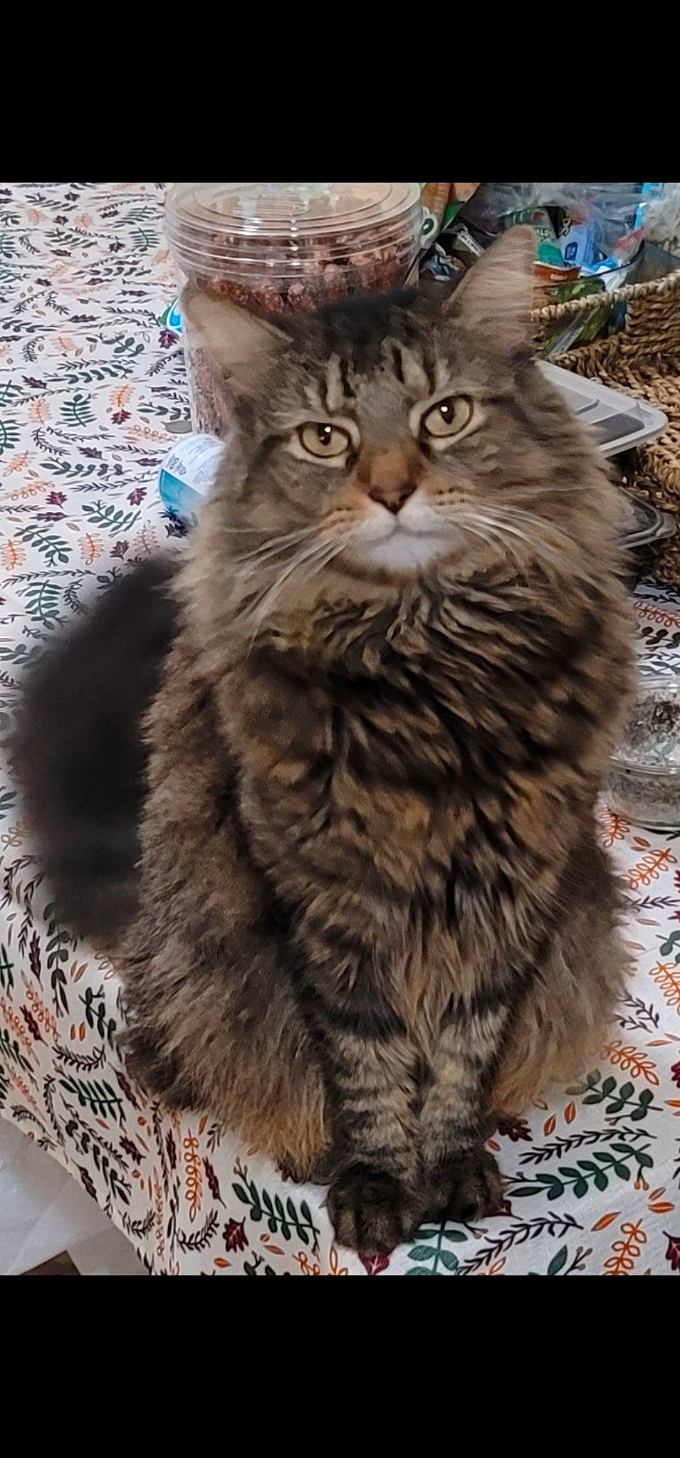 Jlo is registered to the contest to win money with this photo: box, british_longhair, carnivore, cat, felidae, fur, maine_coon, small_to_medium_sized_cats, snout, terrestrial_animal, whiskers