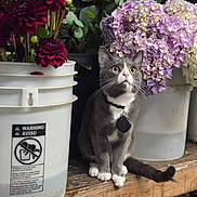 Tom joined the competition — help win amazing prizes! cat, gray_cat, white_paws, collar, flower_buckets, purple_flowers, red_flowers, wooden_shelf, green_leaves, indoor, pet, curious, sitting, plant_stems, container, nature, animal, close_up, still_life, domestic_cat