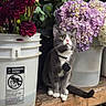 cat, gray_cat, white_paws, collar, flower_buckets, purple_flowers, red_flowers, wooden_shelf, green_leaves, indoor, pet, curious, sitting, plant_stems, container, nature, animal, close_up, still_life, domestic_cat