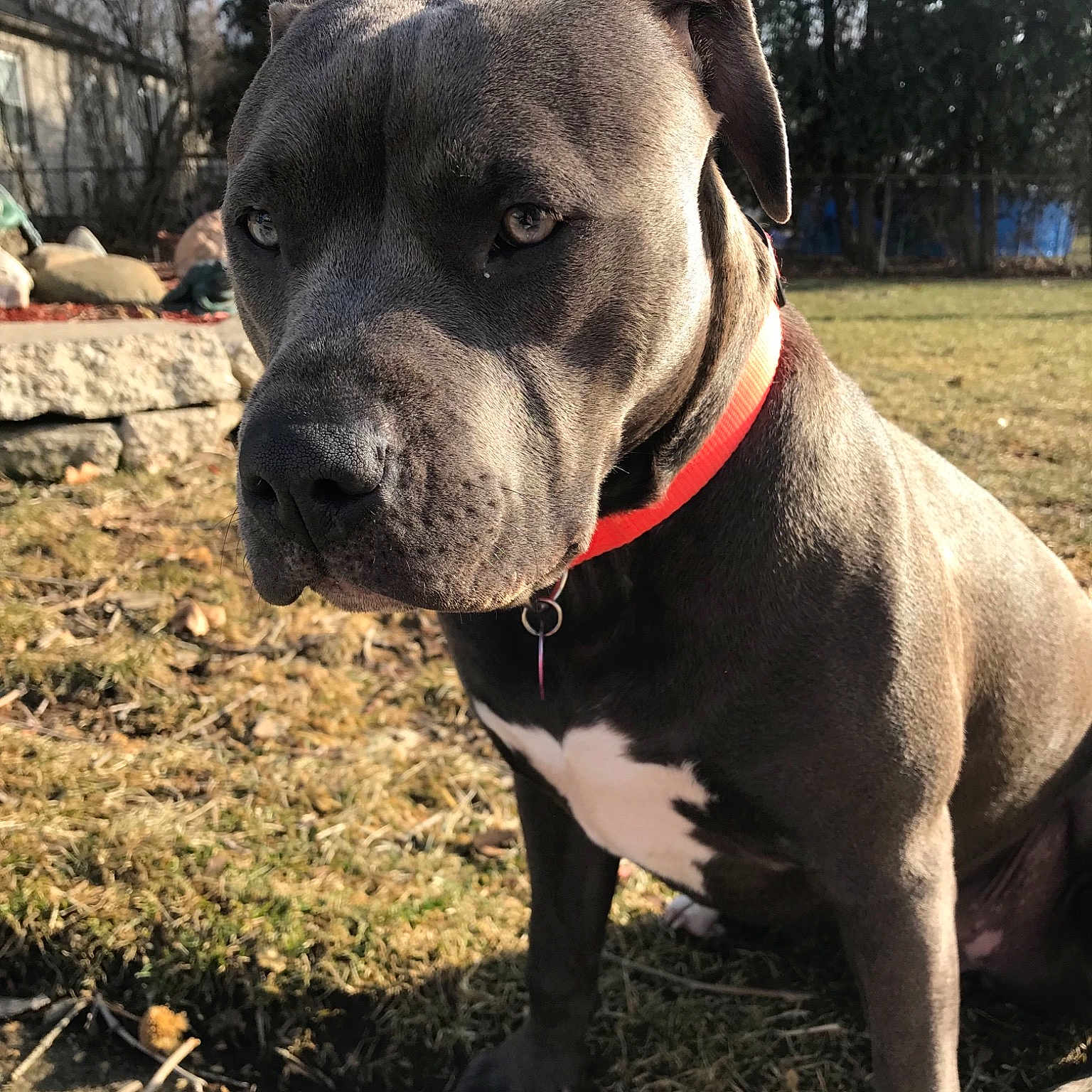 Daisy Mae joined the competition — help win amazing prizes! american_bulldog, american_pit_bull_terrier, american_staffordshire_terrier, bandog, cane_corso, canidae, carnivore, companion_dog, dog, dog_breed, dorset_olde_tyme_bulldogge, fawn, mammal, molosser, non_sporting_group, perro_de_presa_canario, pit_bull, rare_breed_dog, snout, vertebrate
